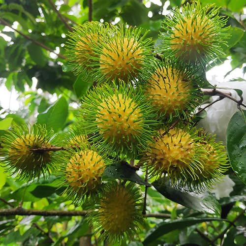 Rambutan Seeds – Heirloom, Non-GMO, High Germination Organic Garden Seeds