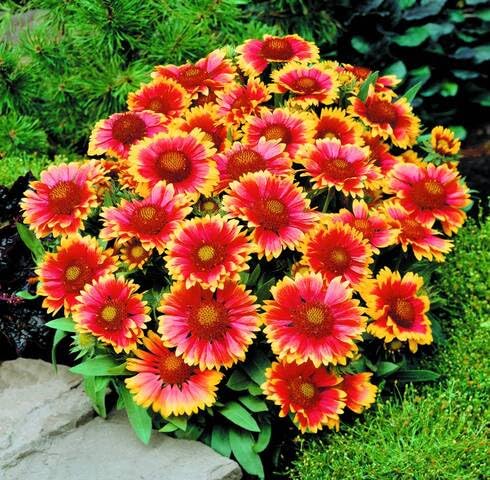 Yellow Red Aster Flower Seeds Heirloom Non-GMO High Germination Organic Garden Seeds