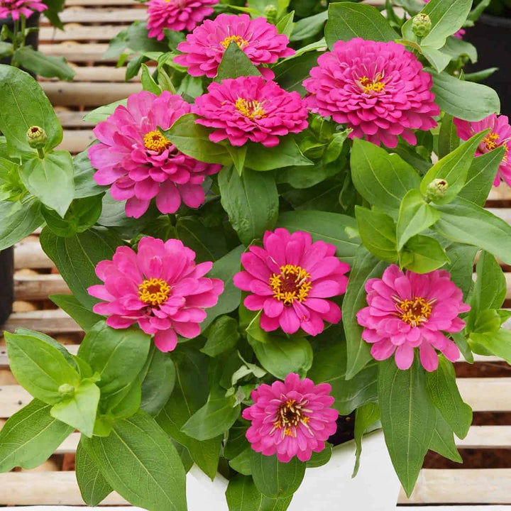 Giant Zinnia Flower Seeds Pink – Heirloom, Non-GMO, High Germination Seeds