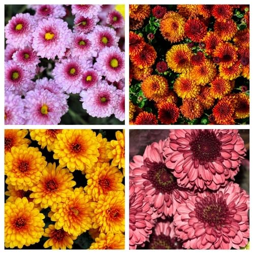 Mixed Chrysanthemum Flower Seeds – Heirloom, Non-GMO, High Germination Seeds