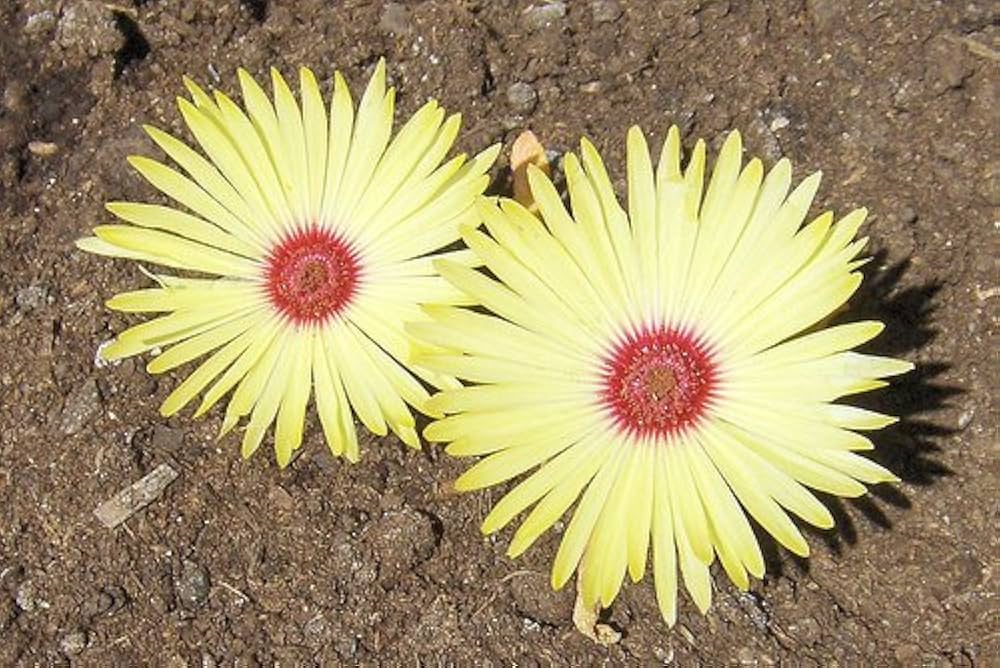 yellow burf flower seeds