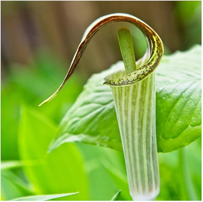 pulpit native flower seeds