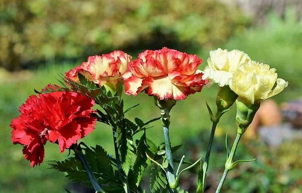 carnation dianthus flower seeds
