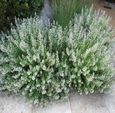 Green Calamintha Nepeta Plant Seeds Heirloom Non-GMO High Germination Organic Garden Seeds for Planting