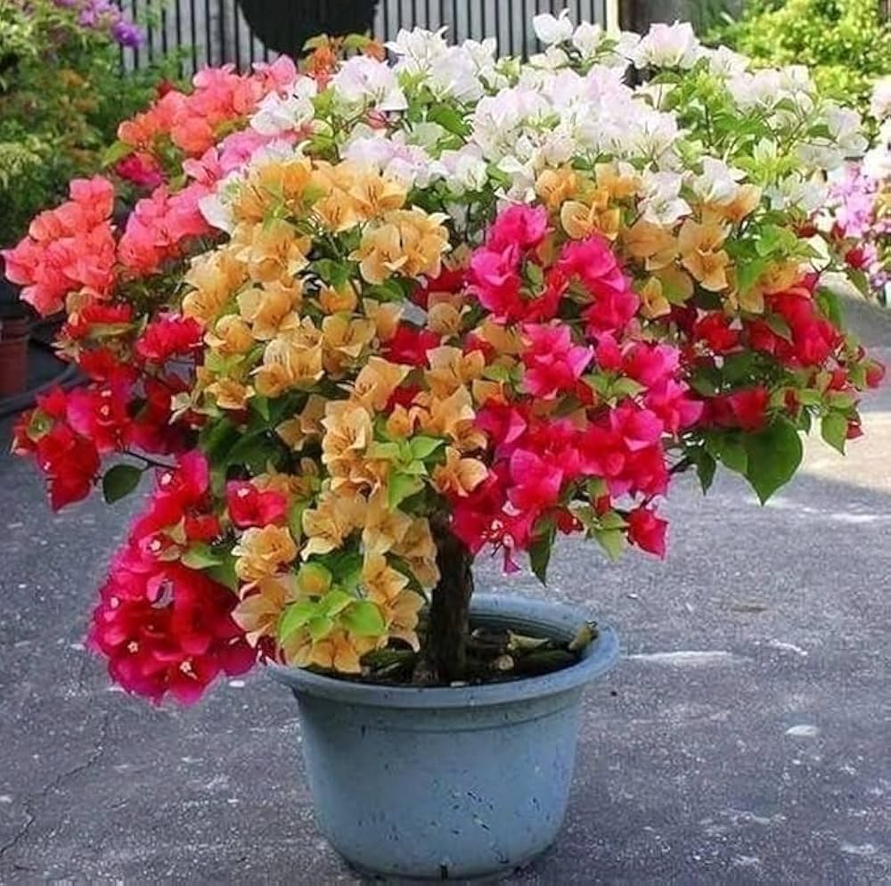 garofano flowers flower seeds