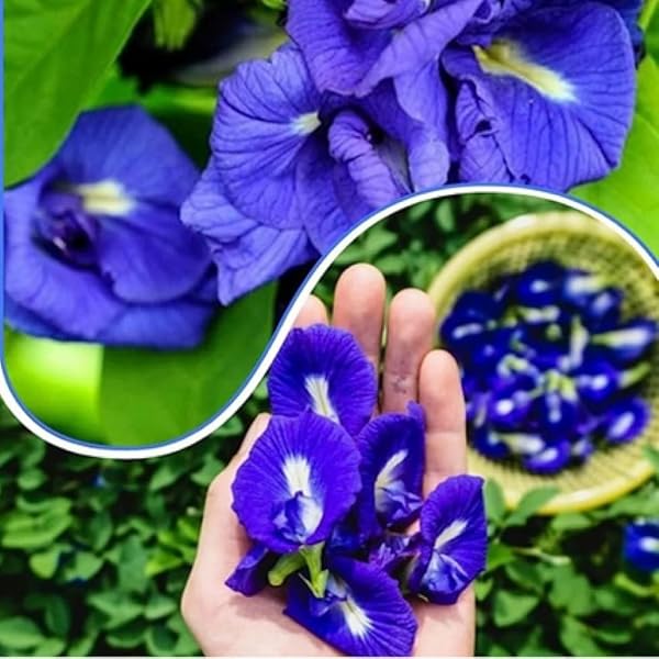 red impatiens flower seeds
