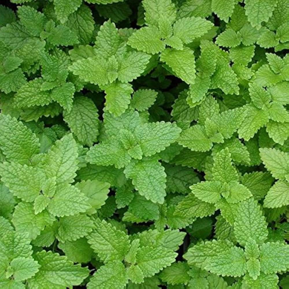 Lemon Mint herb seeds