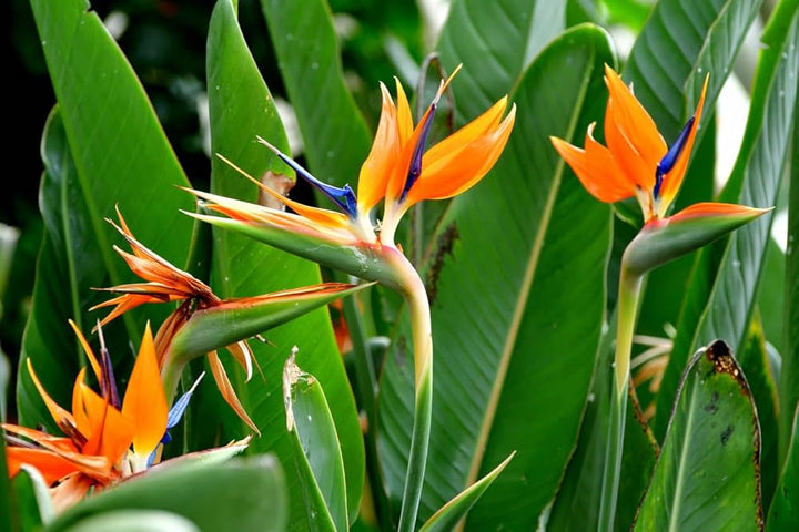 Orange Strelitzia Flower Seeds – Heirloom, Non-GMO, High Germination Seeds