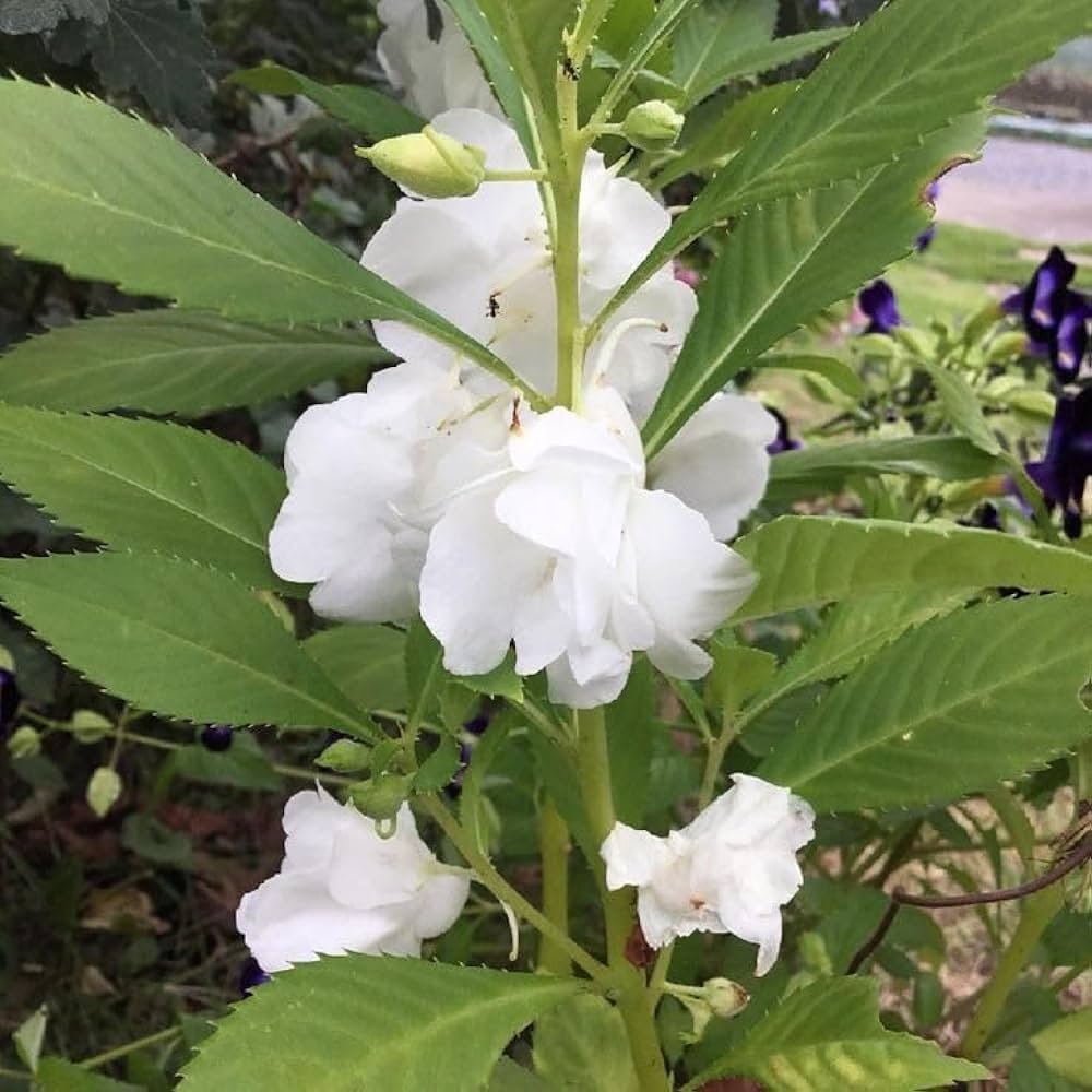 Balsamine Flower Seeds White for Planting – Heirloom Non-GMO High Germination Organic Seeds