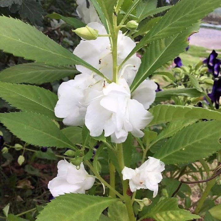 Balsamine Flower Seeds White for Planting – Heirloom Non-GMO High Germination Organic Seeds