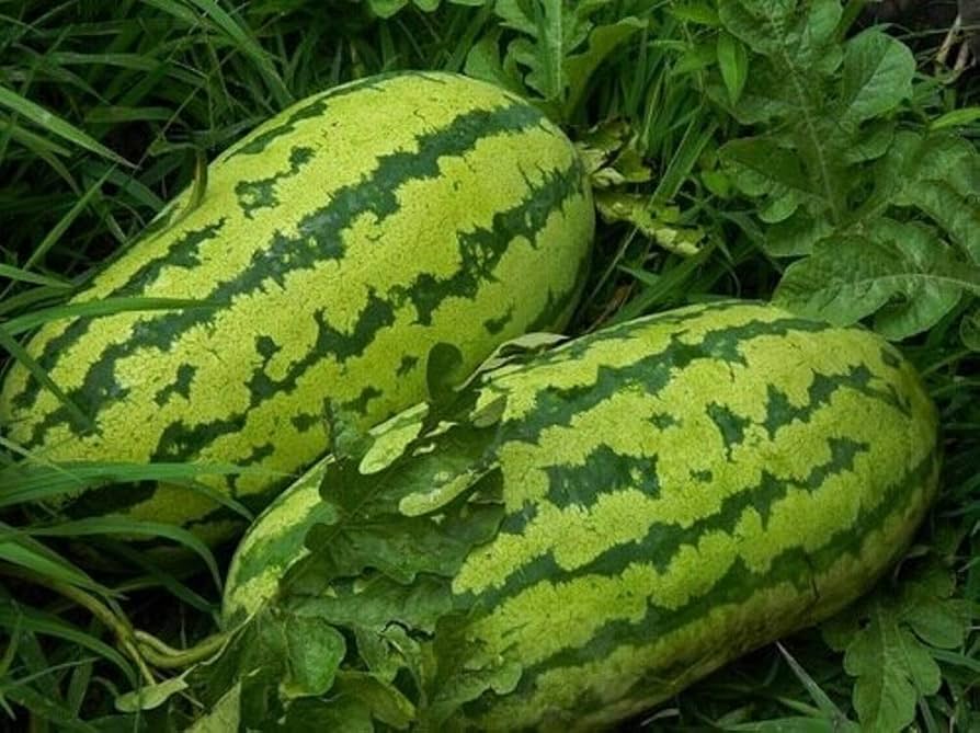 florida giant flower seeds