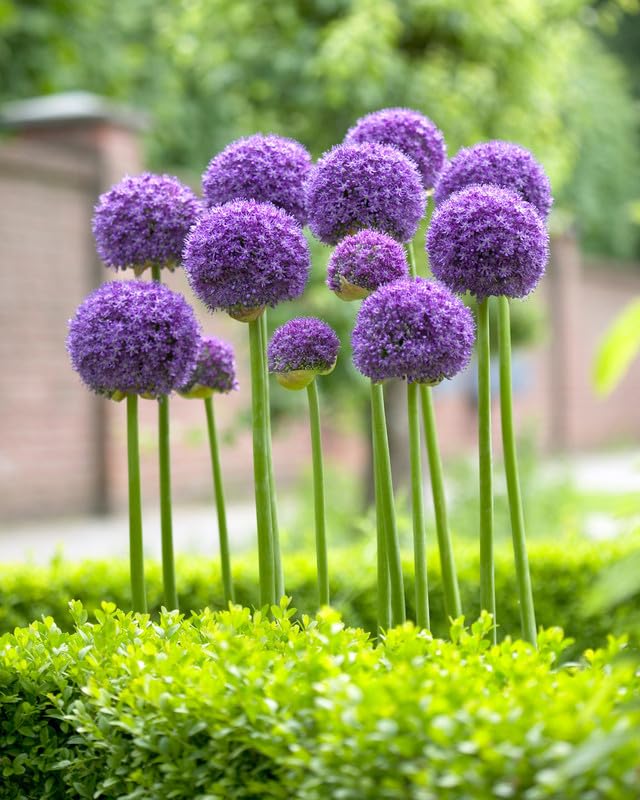giant allium flower seeds