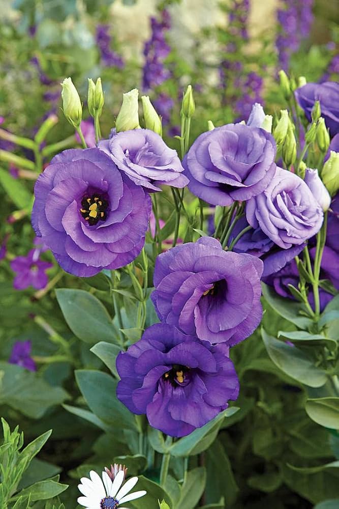 Lisianthus Flower Purple Seeds – Heirloom, Non-GMO, High Germination Organic Garden Seeds for Planting Seeds for Planting