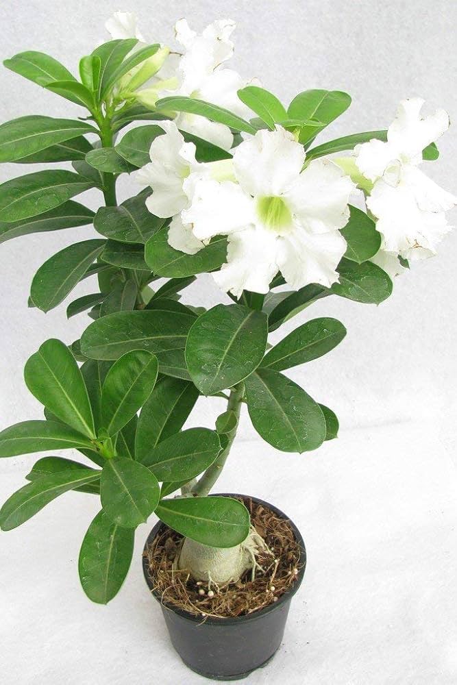 white desert flower seeds