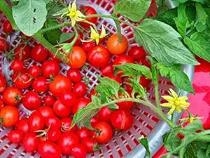 everglades tomato flower seeds