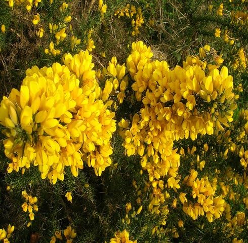 Yellow Ulex Flower Seeds – Heirloom Non-GMO Organic Garden Seeds