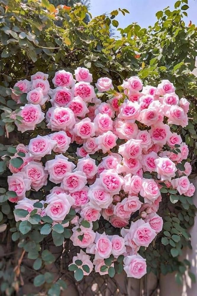 Pink Blooming Rose Flower Seeds – Heirloom, Non-GMO, High Germination Organic Garden Seeds for Planting