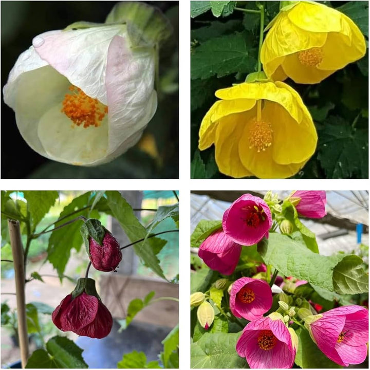Mixed Lantern Hibiscus Flower Seeds – Heirloom, Non-GMO, High Germination Seeds