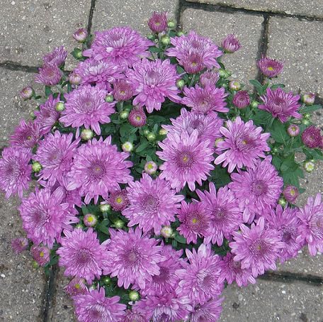purplechrysanthemumflowerheirloomnongmo flower seeds