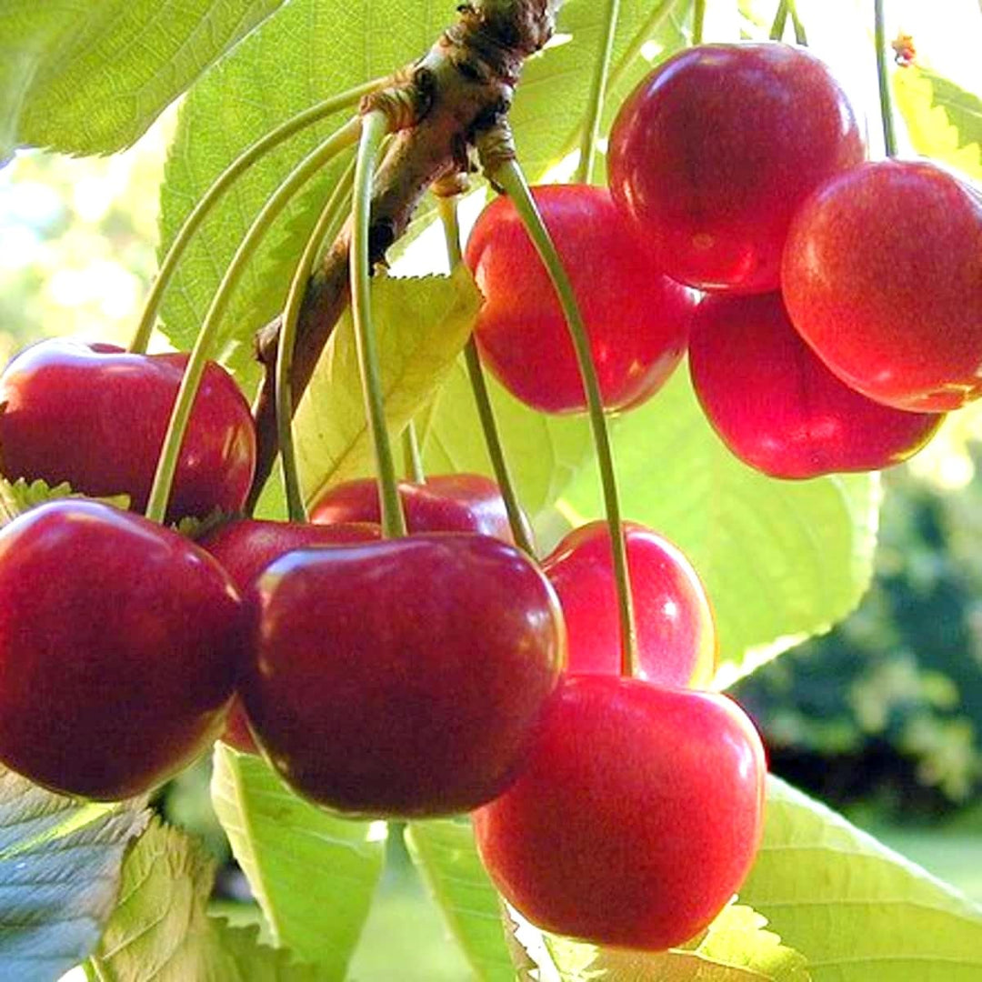 Red Cherry Seeds – Heirloom, Non-GMO, High Germination Organic Garden Seeds