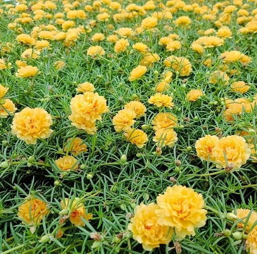 Yellow Moss Rose Flower Seeds Heirloom Non-GMO High Germination Organic Garden Seeds for Planting