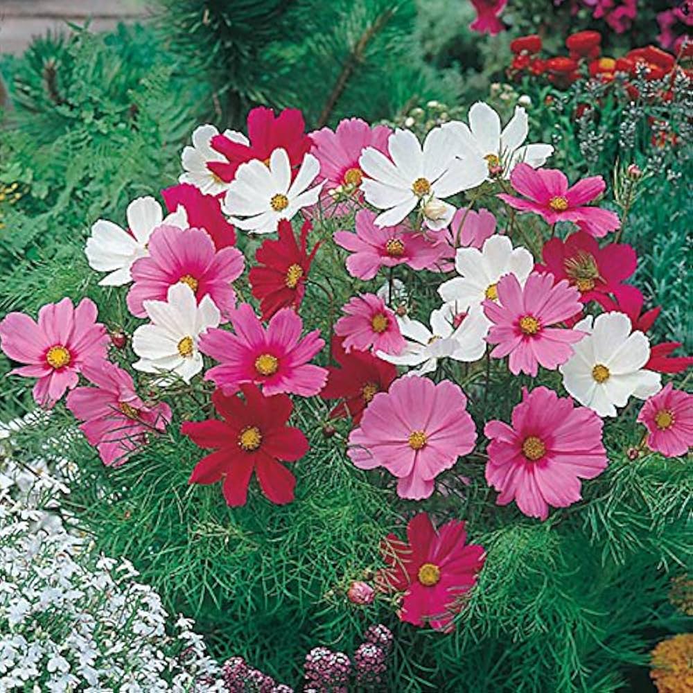 brahmaand phool flower seeds