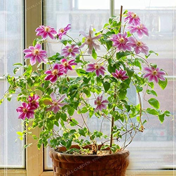 Mixed Clematis Vine Seeds for Planting