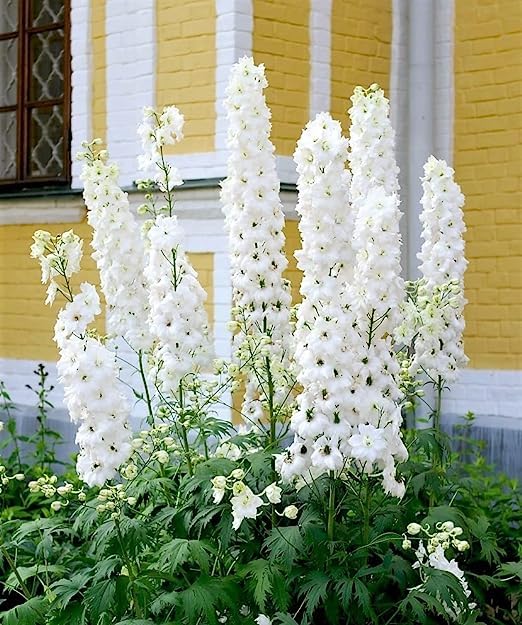 Larkspur Flower Seeds White – Heirloom, Non-GMO, High Germination Seeds