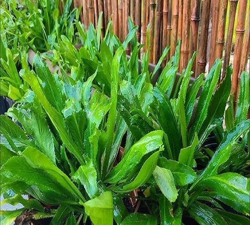 Culantro – Heirloom, Non-GMO, High Germination Organic Garden Seeds Planting