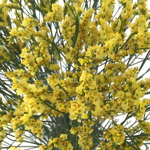 Semillas de Limonium Amarillo – Semillas Cimarrón No-GMO de Alta Germinación