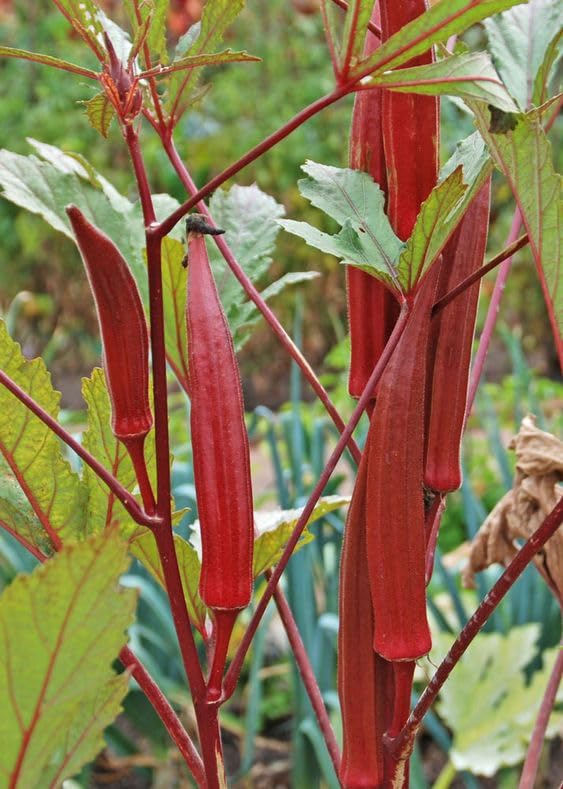 red hill flower seeds