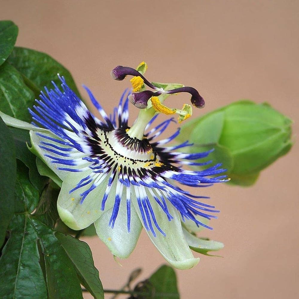 passion flower flower seeds