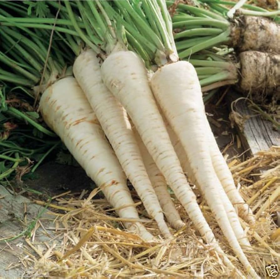 hamburg rooted flower seeds