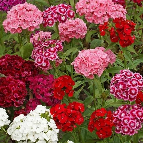 Mixed Dianthus Flower Seeds – Heirloom, Non-GMO, High Germination Organic Garden Seeds for Planting