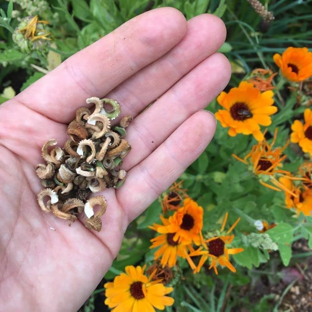 orange calendula flower seeds