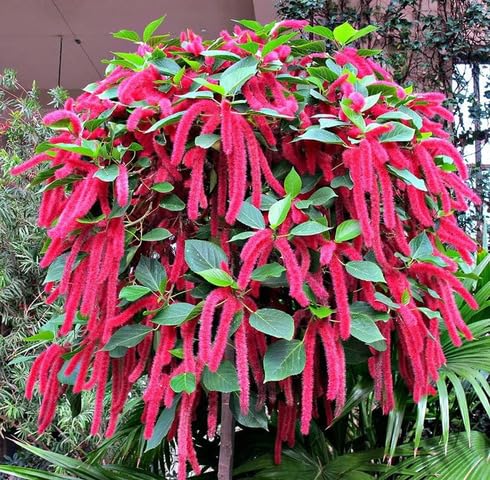 greenredacalyphahispidaheirloomnongmo flower seeds