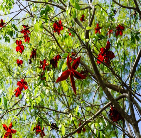 green sterculia flower seeds