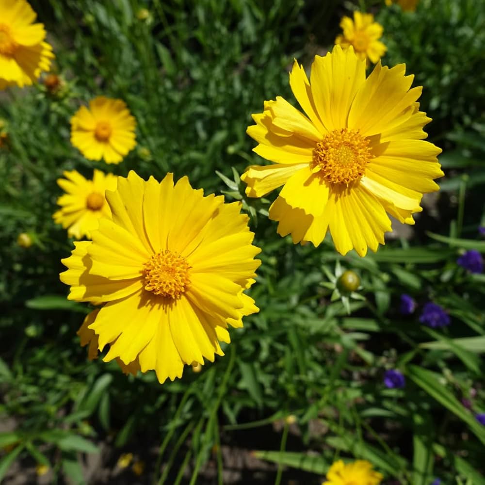 Lanceolata Flower Seeds Yellow – Heirloom, Non-GMO, High Germination Seeds
