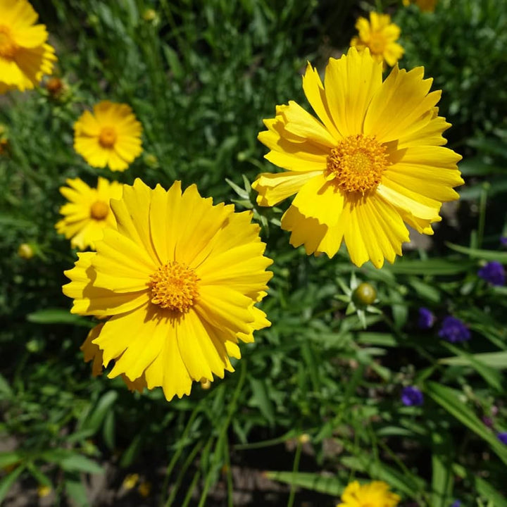 Lanceolata Flower Seeds Yellow – Heirloom, Non-GMO, High Germination Seeds