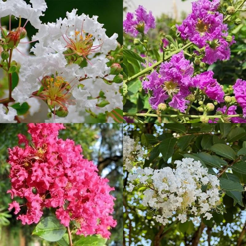 Mixed Myrtle Flower Seeds – Heirloom Non-GMO High Germination Seeds
