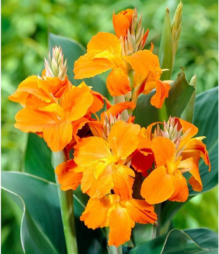 Orange Canna Lilly Flower Seeds – Heirloom, Non-GMO, High Germination Seeds