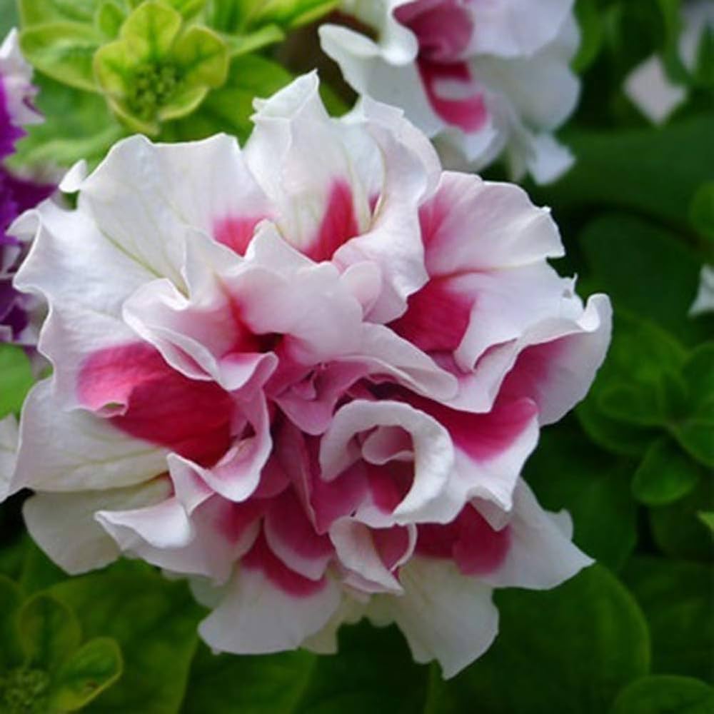 petunia for flower seeds