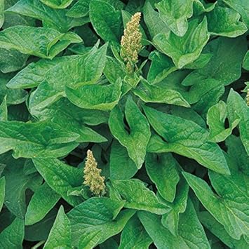 greenhenryheirloomnongmo flower seeds