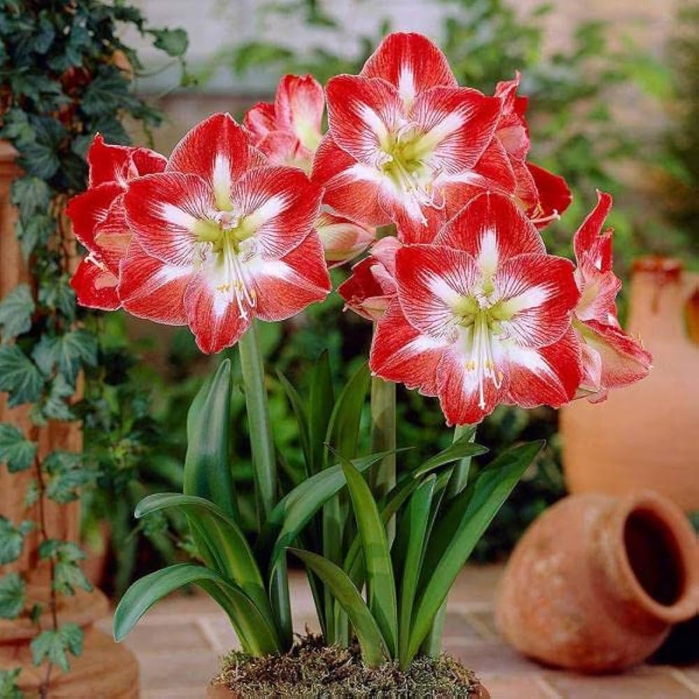 Pale Yellow Amaryllis Seeds for Planting