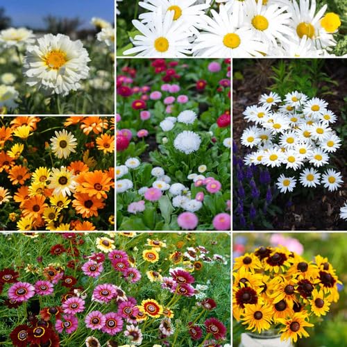 Mixed Daisy Flower Seeds – Heirloom, Non-GMO, High Germination Seeds