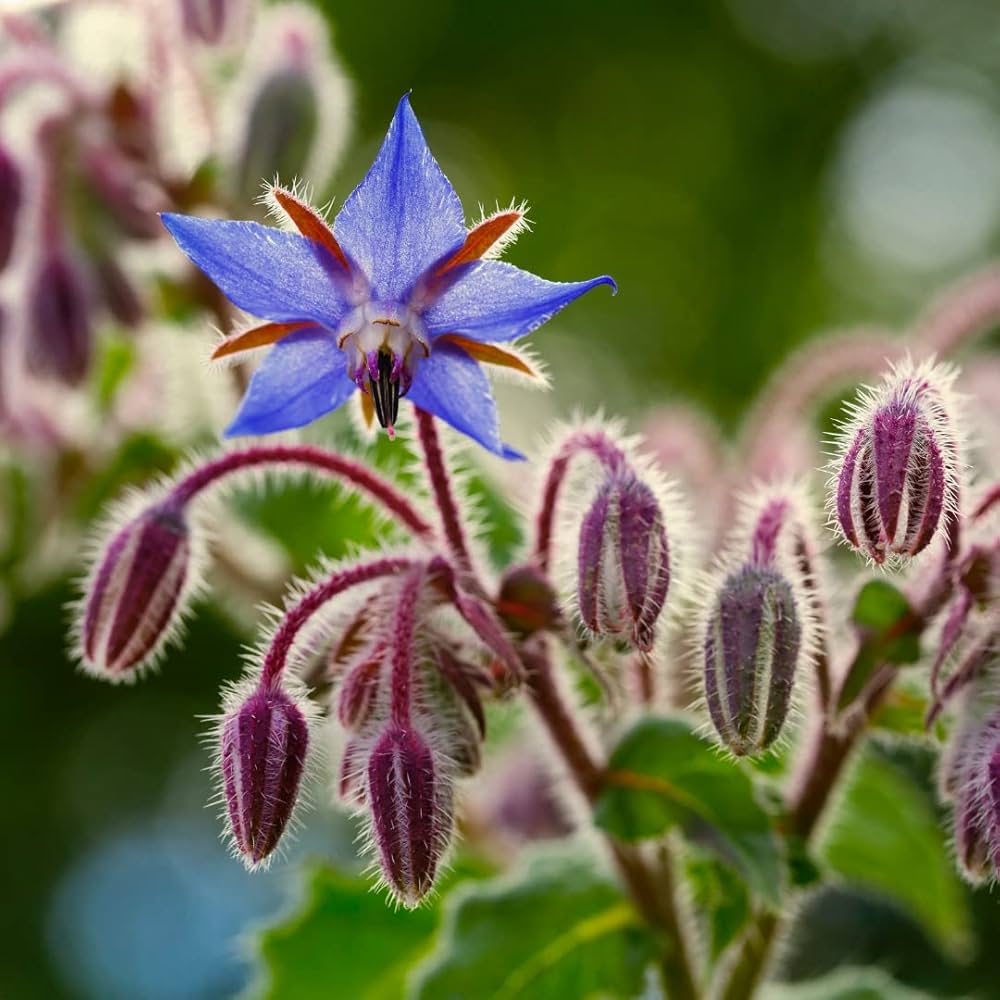 Borage Herb herb seeds
