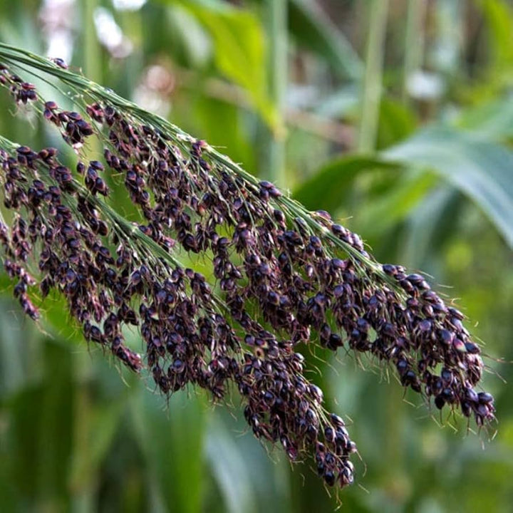Black Amber Sorghum Seeds for Planting – Heirloom, Non-GMO, High Germination Seeds