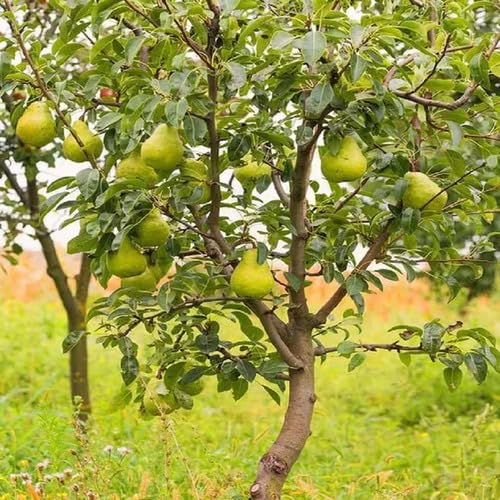Green Pear Tree Seeds – Heirloom, Non-GMO, High Germination Organic Garden Seeds