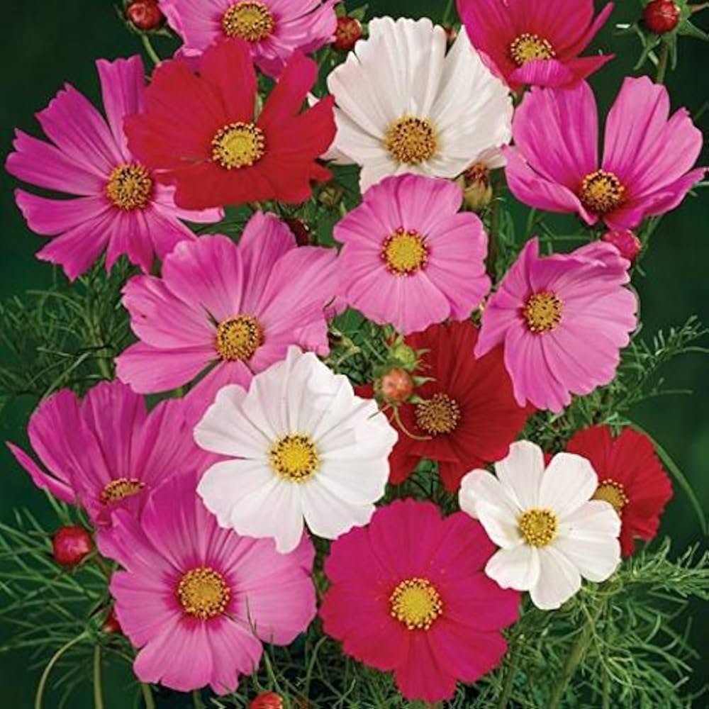 cosmo sensation flower seeds