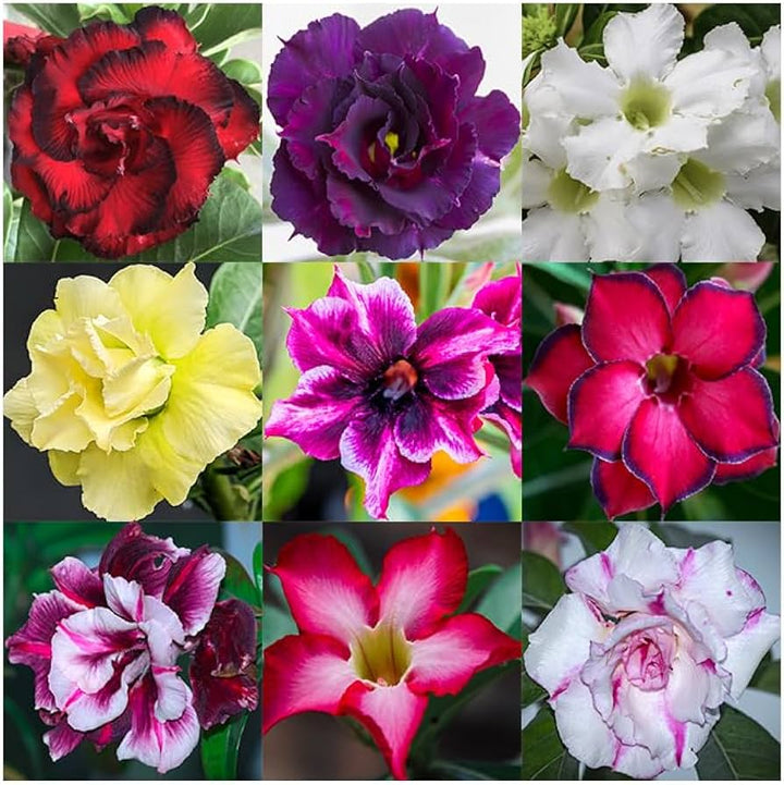Adenium Rose Flower Seeds Perennial – Heirloom, Non-GMO, High Germination Organic Garden Seeds for Planting Seeds for Planting